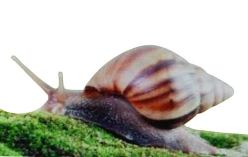 Giant African Land Snail Pet Animal