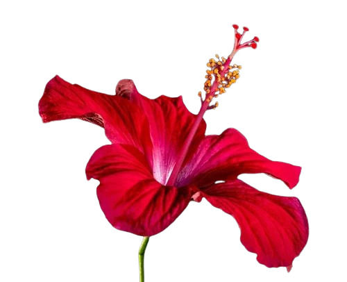 Natural Non Harmful Hibiscus Extract