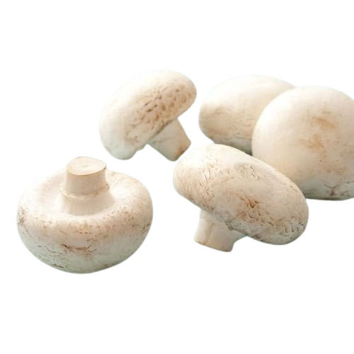 Healthy And Nutritious Fresh Button Mushroom