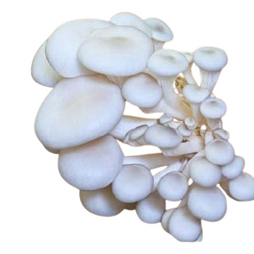 Oyster Mushroom