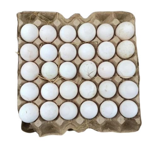 Premium Quality Ducklings Duck Eggs