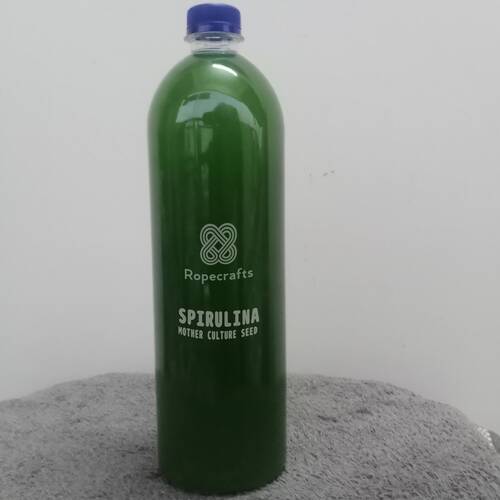 Spirulina Mother Culture