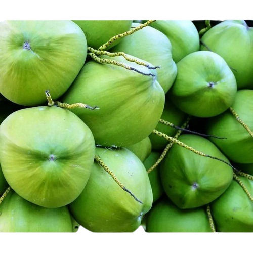 Solid Whole Green Tender Coconut
