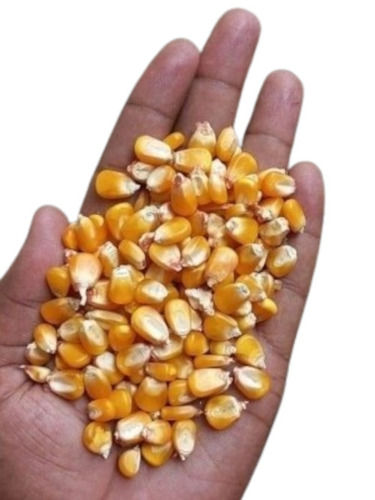 B Grade Fresh Maize with 14% Moisture