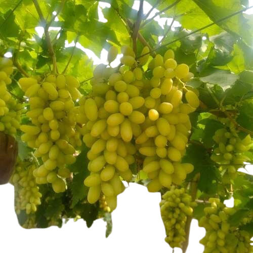 Grapes Fruit Plant