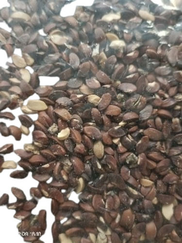 High Quality Amla Seed for Oil Extraction