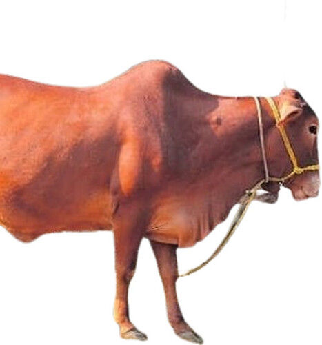 Indian Breed Sahiwal Cow