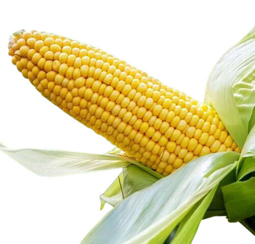 100% Natural And Pure Organic Yellow Maize For Food Grade