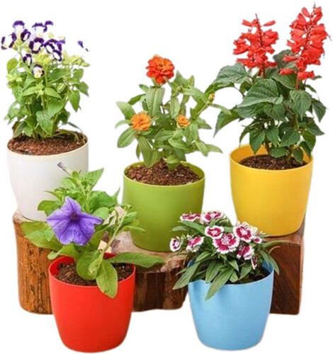 Flower Nursery Plant