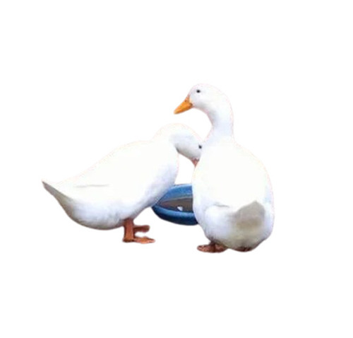 Duck Farming - Whole, Standard Size, White Color | Premium Quality, Healthy, Nutrient-Enriched, Disease Free, Easy Care with Water