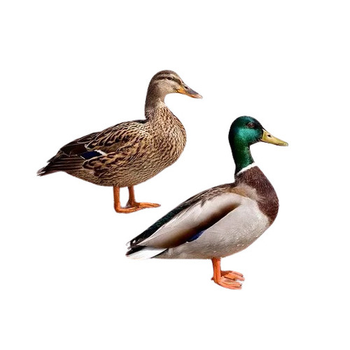 Mallard Duck Farming