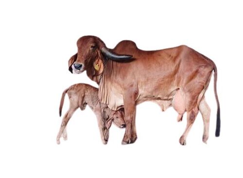 Gir Buffalo