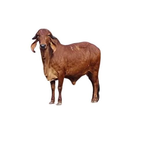 Indian Murrah Buffalo - 15-20 Liter Milk Production, Jet-Black Coat, High Fat Content, Disease Resistant, Heat Tolerant, Strong Build, Efficient Feed Conversion, Adaptable to Climate