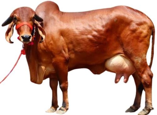 Kamdhenu Cow - Healthy Female, Brown Color | Mythological Roots, Graceful Appearance, Spiritual Significance, Fertility Icon, Prosperity Symbol, Wealth Giver