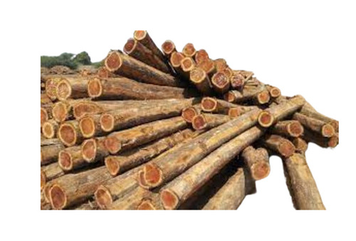 Teak Wood Logs