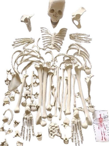 Human Skeleton Model - PVC Material, Full Life Size Disarticulated Design | Anatomically Accurate, Durable Educational Anatomy Tool for Medical Training