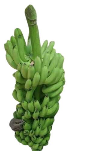 Green G9 Cavendish Banana