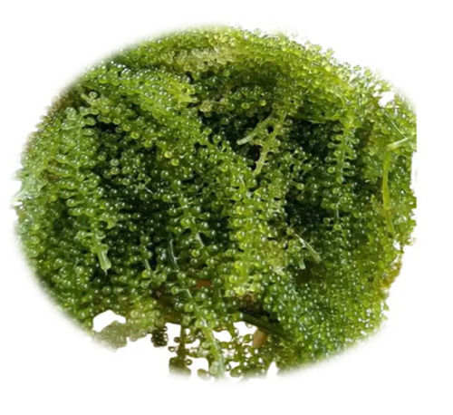 Fresh Green Caviar/seagrape