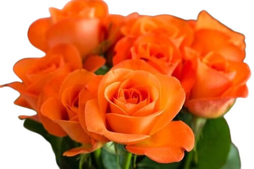 Orange Rose Flowers