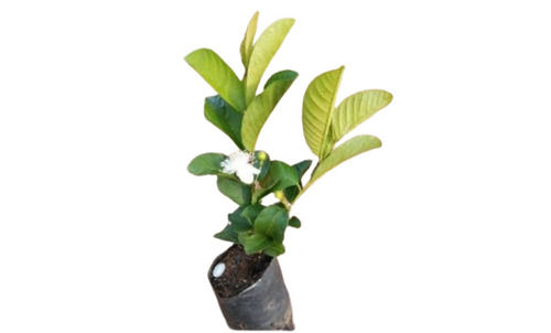 Easy To Grow Guava Plant