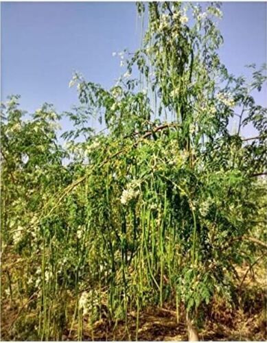 Moringa Seeds