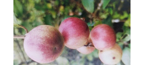 Red Apple Ber Plant 