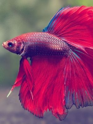 Multi Red Colour Important Betta Fish