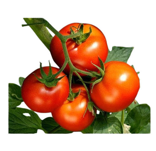 A Grade Indian Origin Commonly Cultivated 100 Percent Purity Fresh Red Tomatoes