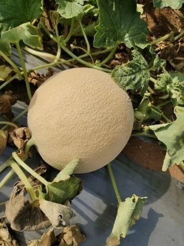 100% Natural Fresh Muskmelon Fruit