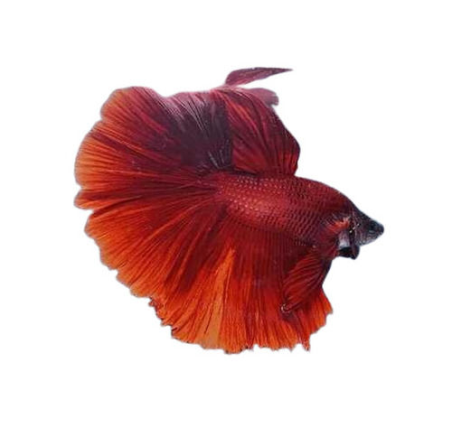 Good Quality Free From Disease Healthy Aquarium Fish Without Aquarium