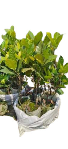 Jack Fruit Plant