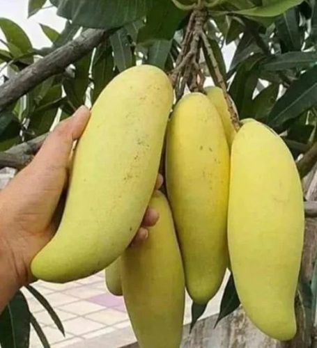 Full Sun Exposure Yellow Thai Banana Mango Plant