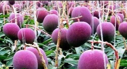 Purple Mango Plant