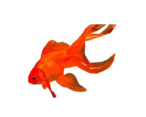 Good Quality Free From Disease Healthy Aquarium Gold Fish Without Aquarium