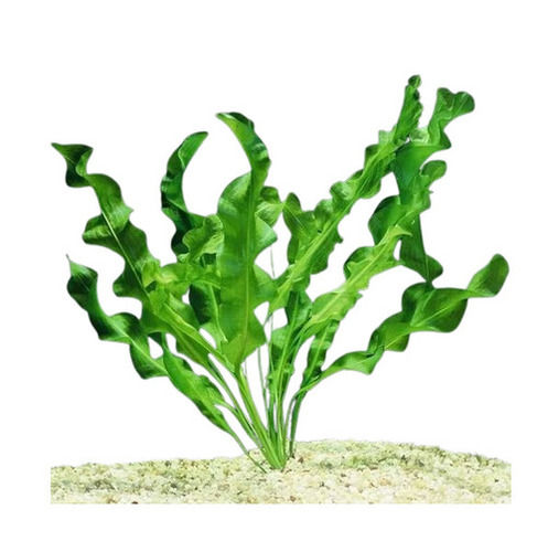 Light Weighted Water Resistant Plastic Body Artificial Green Plant For Aquarium Decoration