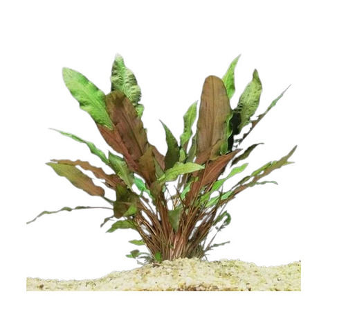 Live Green Plant For Aquarium