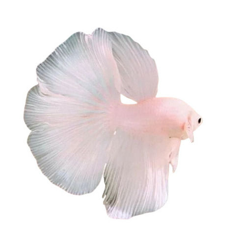 Pink Aquarium Fish