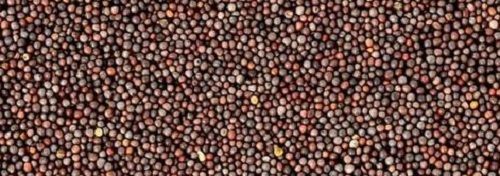 Indian Origin Mustard Seeds