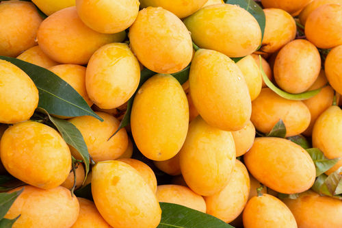 Indian Origin Sweet Juicy Fresh Mango