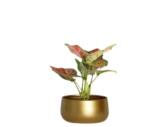 High Quality Indoor Planters