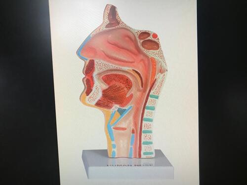 Human Larynx and Pharynx Disorders Model