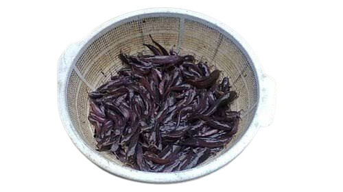 Cyprinus Desi Magur Fish Seed