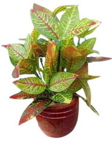 Eco Frienly And Premium Design Green Plant