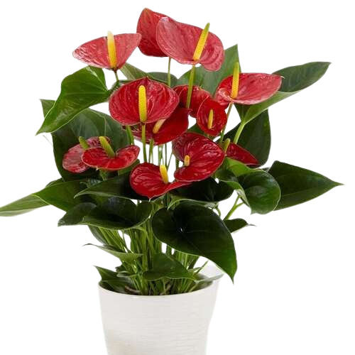 Easy To Grow Anthurium Plant