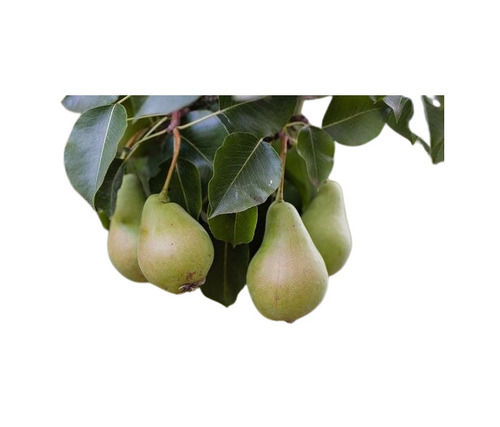 A Grade Common Cultivated Nutrient-Enriched Healthy Natural Sweet Fresh Pears Fruit