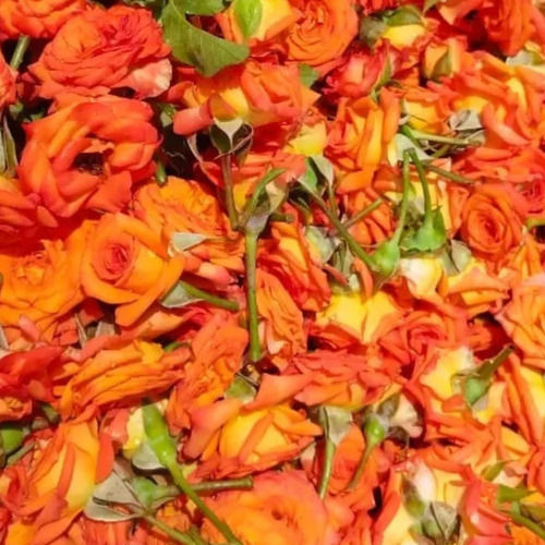 orange button roses