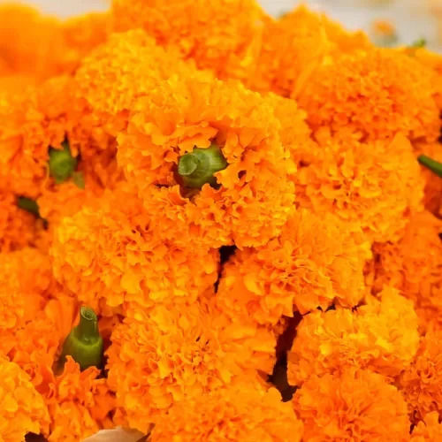 Marigold Flower