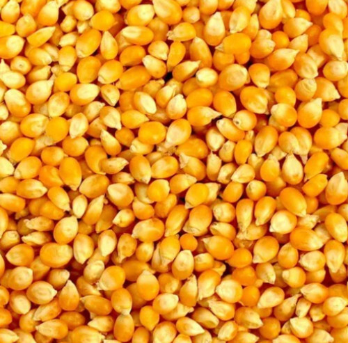 Yellow Corn Maize - Crop Year: 2024