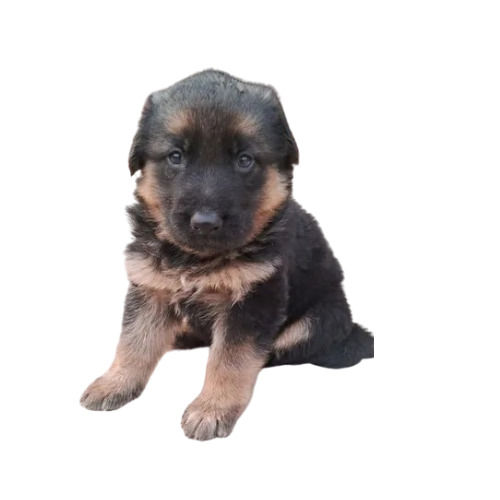 German Shepherd Puppies - Color: Tan And Black (Pure Colour)