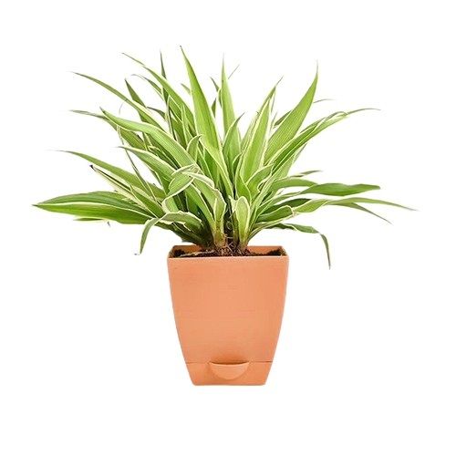 Chlorophytum Plant